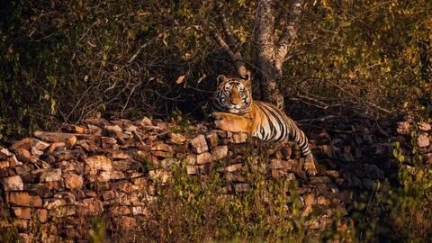 Tiger Safari Panna National Park